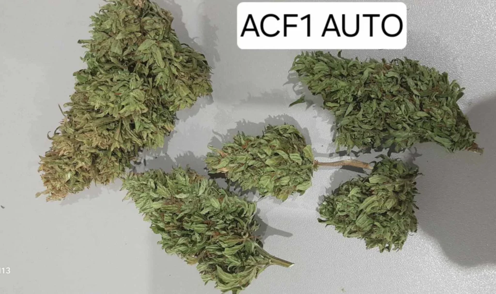 AUTO ACF1 CBD