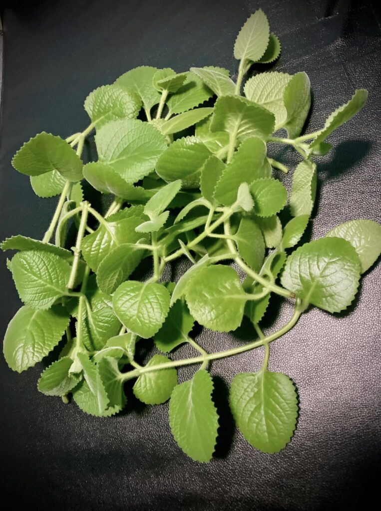 oregano meksykanskie